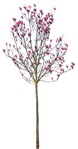 Tree magnolia  (12244) - miniature