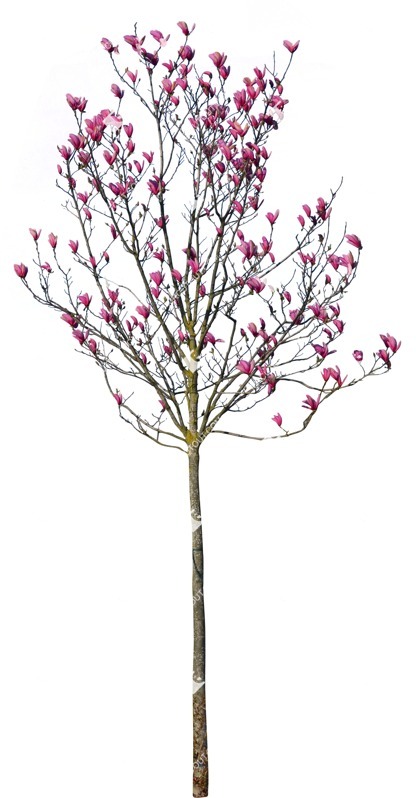 Cut out tree magnolia png vegetation (12244)