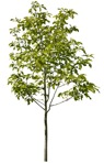 Tree magnolia  (2415) - miniature