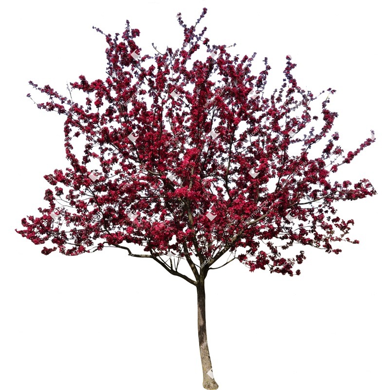 Png tree malus purpurea png vegetation (9030)
