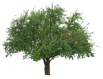 Tree malus sylvestris  (8410) - miniature