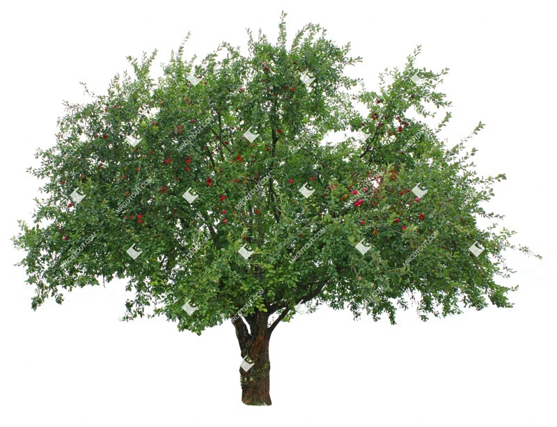 Cutout tree malus sylvestris cut out vegetation (8410)