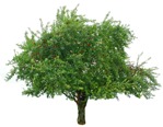 Cut out Tree Malus Sylvestris 0002 | MrCutout.com - miniature