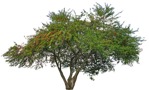 Cutout tree malus sylvestris png vegetation (14024) | MrCutout.com - miniature