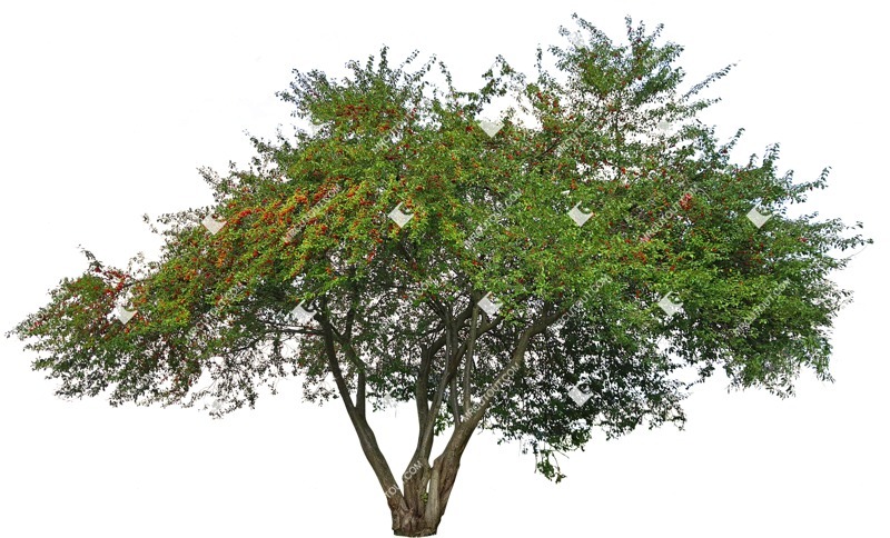 Cutout tree malus sylvestris png vegetation (12243) Cutout tree malus sylvestris png vegetation (12243)