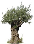 Cutout tree olea europaea cutout plant (5134) - miniature