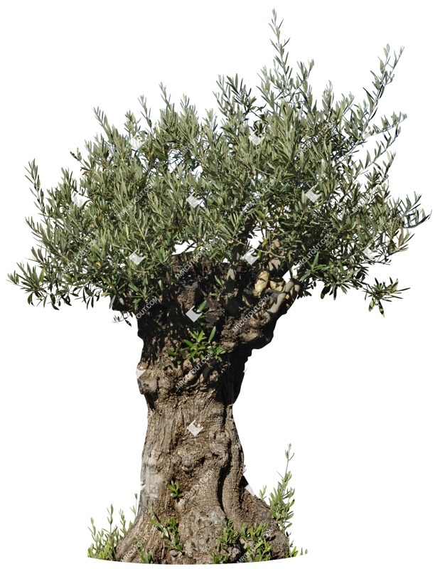 Cutout tree olea europaea cutout plant (5134)