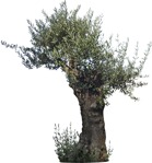 Cut out tree olea europaea plant cutouts (5683) - miniature