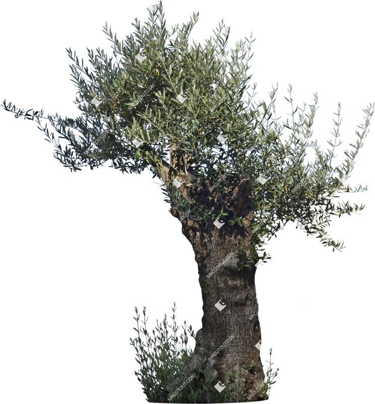 Cut out tree olea europaea plant cutouts (5686)