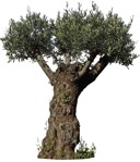 Cut out tree olea europaea plant cutouts (6172) - miniature