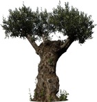 Cut out Tree Olea Europaea 0004 | MrCutout.com - miniature