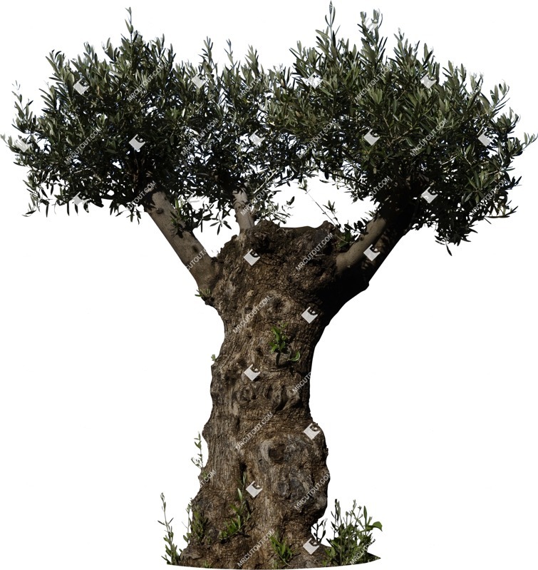 Cutout tree olea europaea png vegetation (5959)