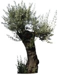 Cutout tree olea europaea plant cutouts (6170) - miniature