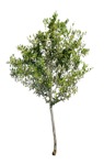 Cut out Tree Olea Europaea 0006 | MrCutout.com - miniature