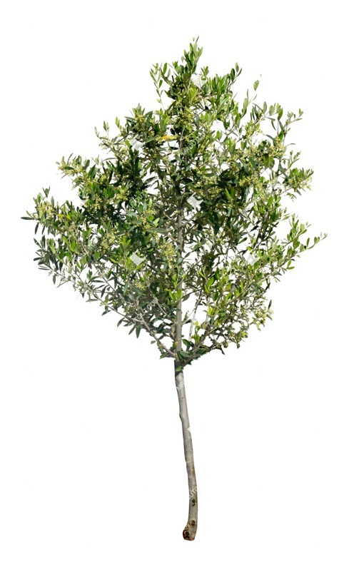 Png tree olea europaea png vegetation (6860)