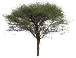 Png tree olea europaea plant cutouts (7154) - miniature
