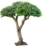 Cutout tree olea europaea plant cutouts (10070) - miniature