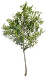 Png tree olea europaea plant cutouts (10071) - miniature