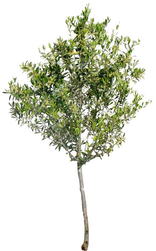 Png tree olea europaea plant cutouts (10903)