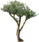 Cut out tree olea europaea plant cutouts (9866) - miniature