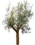 Png tree olea europaea png vegetation (14025) | MrCutout.com - miniature