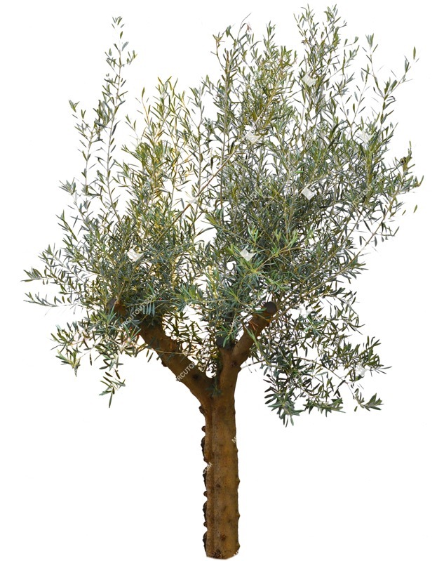 Png tree olea europaea png vegetation (12242)