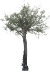 Png tree olea europaea plant cutouts (15282) | MrCutout.com - miniature