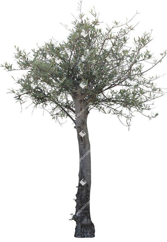Png tree olea europaea plant cutouts (14030)