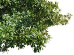 Cutout tree other foreground png vegetation (5324) - miniature