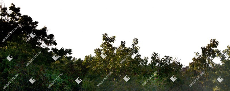 Cutout tree other foreground vegetation png (6403)