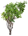 Cut out tree petrea volubilis cutout plant (17560) | MrCutout.com - miniature