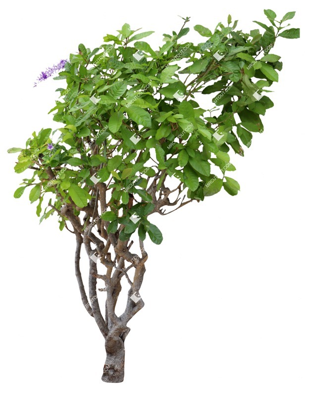 Cut out tree petrea volubilis cutout plant (16683)