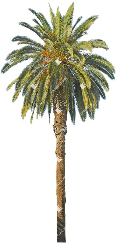 Cutout tree phoenix dactylifera plant cutouts (4890)