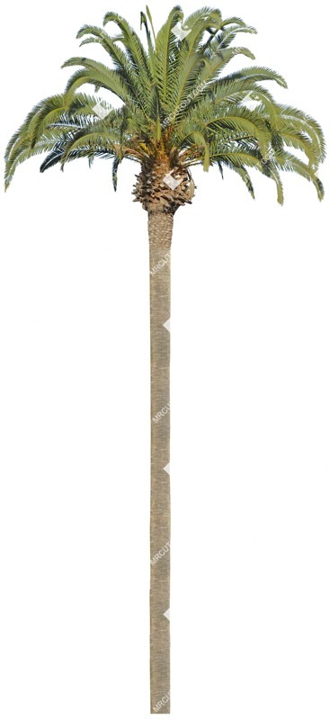 Cutout tree phoenix dactylifera png vegetation (4671)