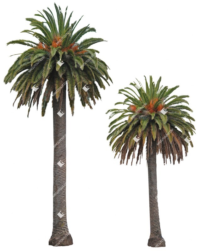 Png tree phoenix dactylifera cut out vegetation (3124)