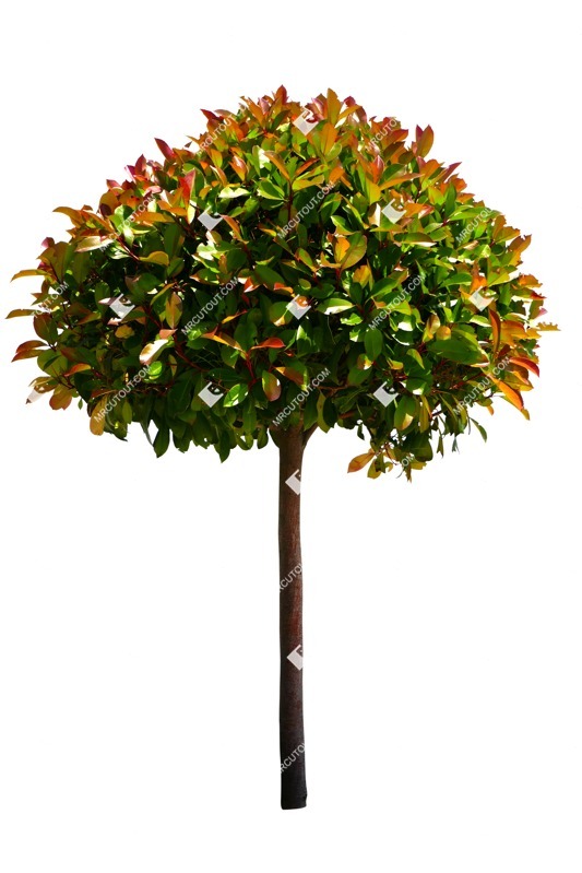 Cutout tree photinia fraseri red robin cut out vegetation (14037)