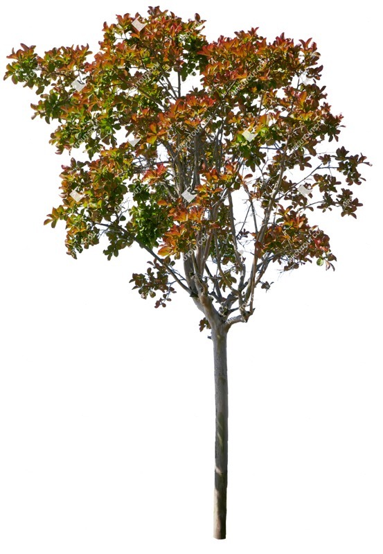 Cutout tree photinia fraseri red robin png vegetation (15026)