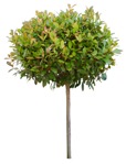 Cut out tree photinia fraseri red robin png vegetation (15083) - miniature