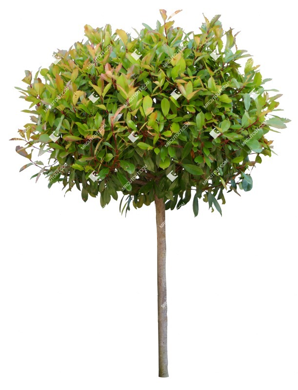 Cut out tree photinia fraseri red robin png vegetation (15083)