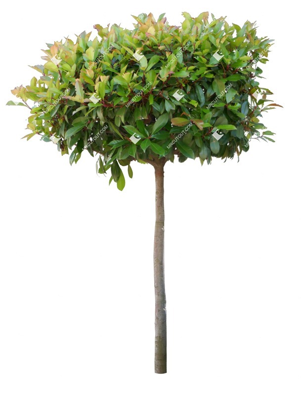 Cutout tree photinia fraseri red robin png vegetation (15698)