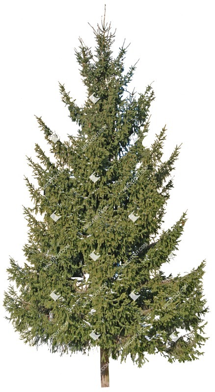 Cutout tree picea abies png vegetation (3450)
