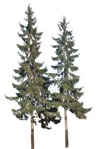 Cut out tree picea abies plant cutouts (9181) - miniature