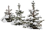 Cutout tree picea pungens glauca png vegetation (3262) - miniature