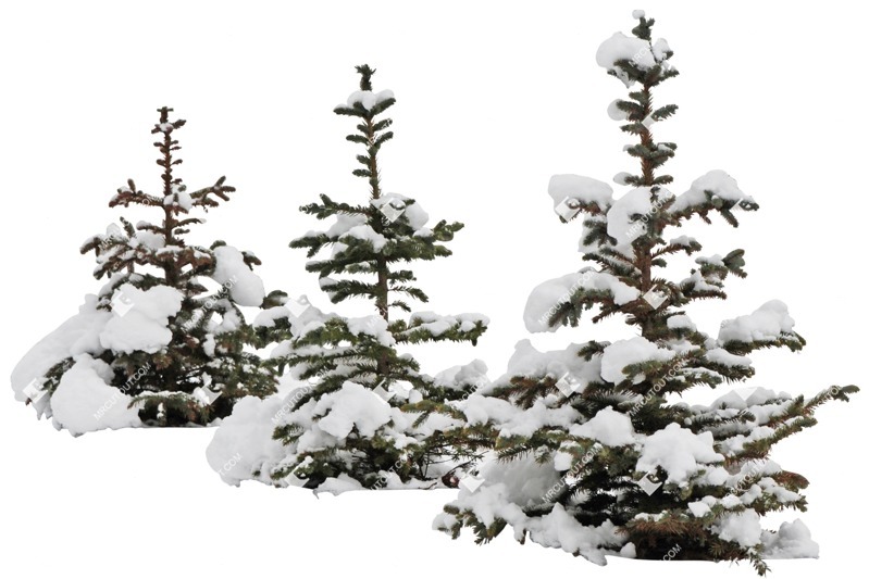 Cutout tree picea pungens glauca png vegetation (3262)