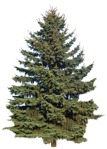 Cut out tree picea pungens glauca plant cutouts (9178) - miniature