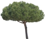Tree pinus  (14153) - miniature