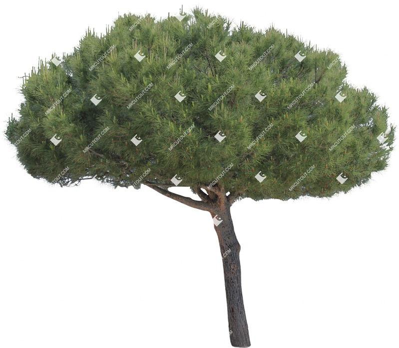 Png tree pinus cut out plants (14153)