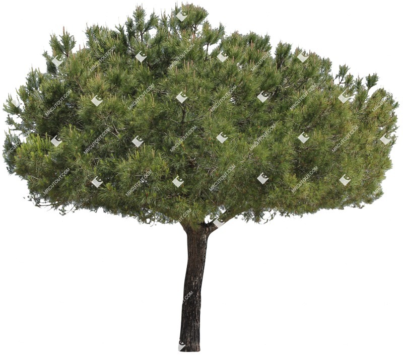 Cut out tree pinus cut out plants (14031)