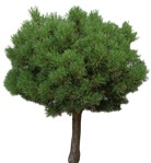 Cut out Tree Pinus Mugo 0001 | MrCutout.com - miniature