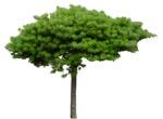 Tree pinus mugo  (8911) - miniature